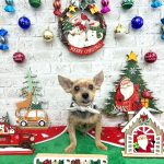 ヨークシャーテリア　チョビくん