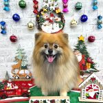 ポメラニアン　コロンちゃん