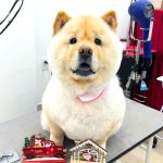 チャウチャウ　ぽんちゃん