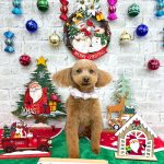 トイプードル　愛来（あいく）くん