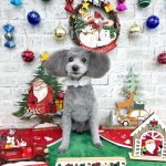 トイプードル　ジロウくん