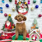 トイプードル　めいちゃん