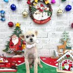 トイプードル　海空（アクア）くん