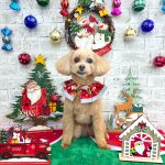 トイプードル　キャンディーちゃん