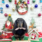 カニンヘンダックス　テンちゃん