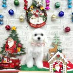 マルチーズ　ひなちゃん