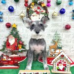 ミニュチュアシュナウザー　ゆずちゃん