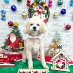 トイプードル　バニラくん