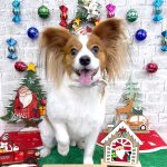 パピヨン　ゆずくん