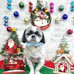 シーズー　しらすくん