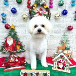 ビションフリーゼ　こはくくん