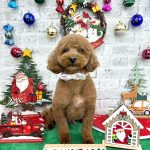 トイプードル　ププくん