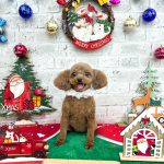 トイプードル　モアちゃん