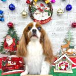 キャバリア　クレアちゃん