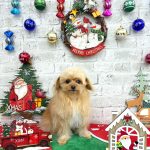 チワプー　マロンくん