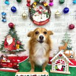 チワックス　メルちゃん