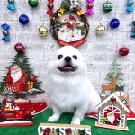 ペキチワ　リキくん