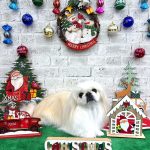 ペキニーズ　みるくちゃん