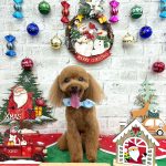 タイニープードル　ちくわくん　炭酸泉入浴　ハーブパック