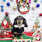 ダックスフンド　アンジュちゃん