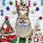 ポメラニアン　ルゥくん