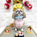 シーズー　陸くん　シルクパック　炭酸泉入浴