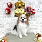 パピヨン　ソラくん　シルクパック