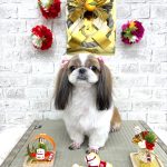 シーズー　スフレちゃん