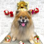 ポメラニアン　コロンちゃん