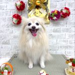 ポメラニアン　夢ちゃん