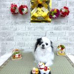 チワワ　莉（れい）ちゃん