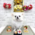 チワワ　おもちくん