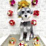 ミニュチュアシュナウザー　エマちゃん