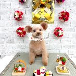 トイプードル　てんてんちゃん