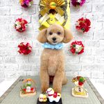 トイプードル　龍之介くん