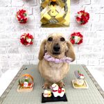 カニンヘンダックス　ハッピーちゃん