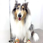 ラフコリー　金平糖ちゃん