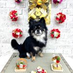 チワワ　タルトくん