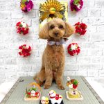 トイプードル　ももちゃん