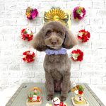 トイプードル　フランくん　泥パック