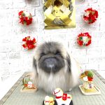 ペキニーズ　べあちゃん