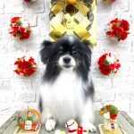 パピヨン　ジーナくん