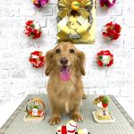 カニンヘンダックス　コナちゃん