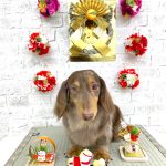 ダックスフンド　ココアくん