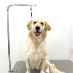 ゴールデン・レトリーバー　ナナちゃん