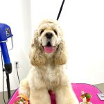 アメリカンコッカースパニエル　チャーリーくん