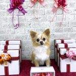 チワワ　サクラちゃん