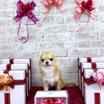 チワワ　モモちゃん