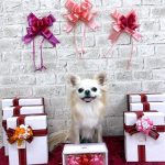 チワワ　ふうくん