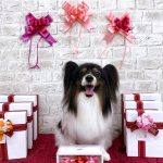 パピヨン　メルちゃん